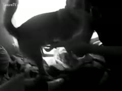 Animal intercourse with a bitch who sucks a dog with dirty dicks